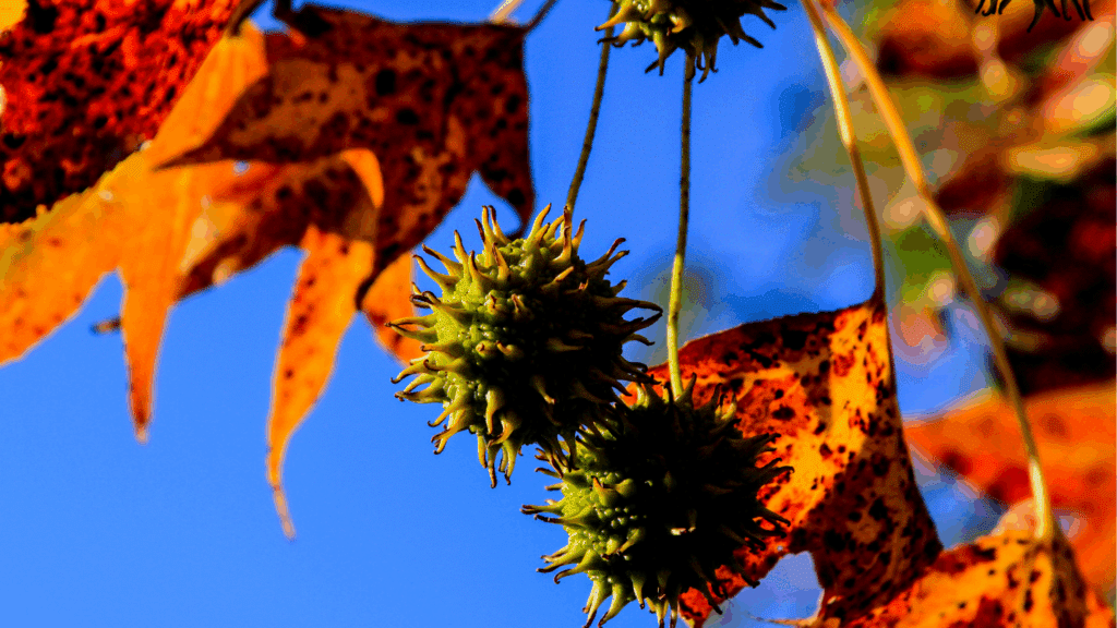 Sweetgum Tree Longtree Tree Service