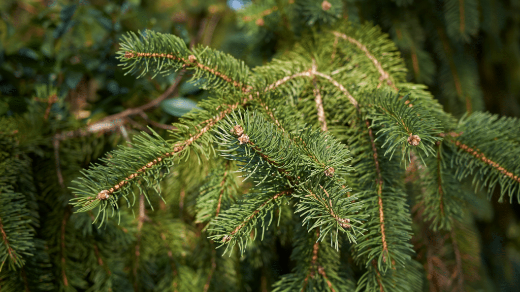 Longtree Tree Service How to Plant Your Christmas Tree