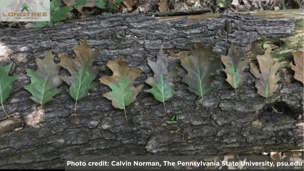 Oak Wilt Progression on Multiple Leaves Photo by Calvin Norman of Pennsylvania State University