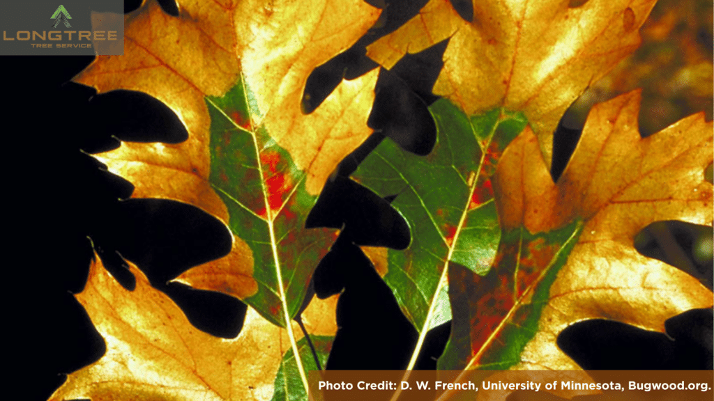 Oak Wilt Changing Colors on Leaves Photo by D.W. French of University of Minnesota