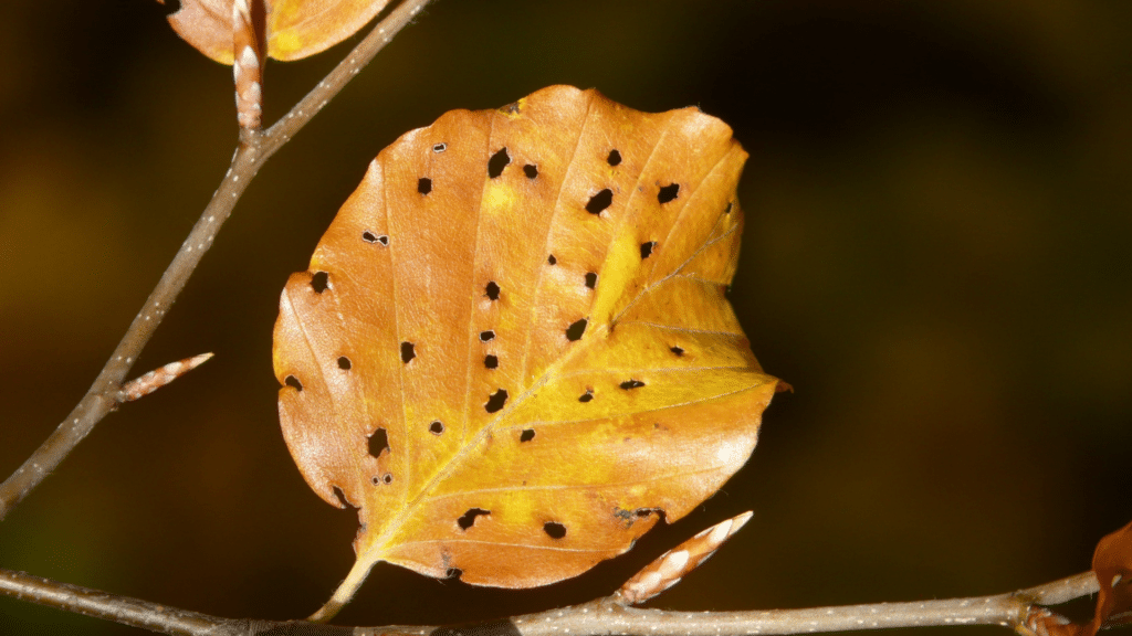 Beech Bark Disease Close Up Longtree Tree Service