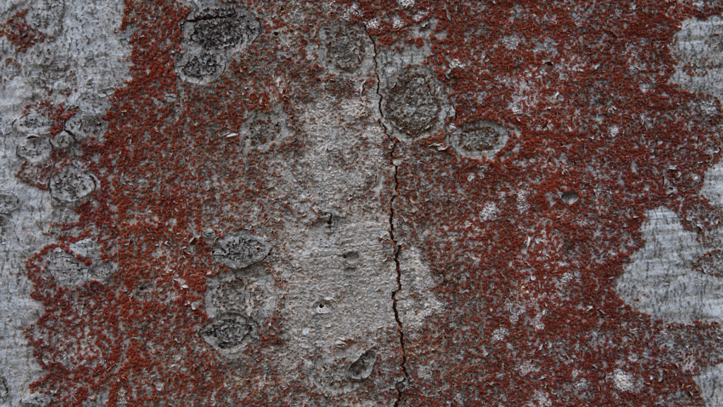 Beech Bark Invasive Species on Tree Longtree Tree Service