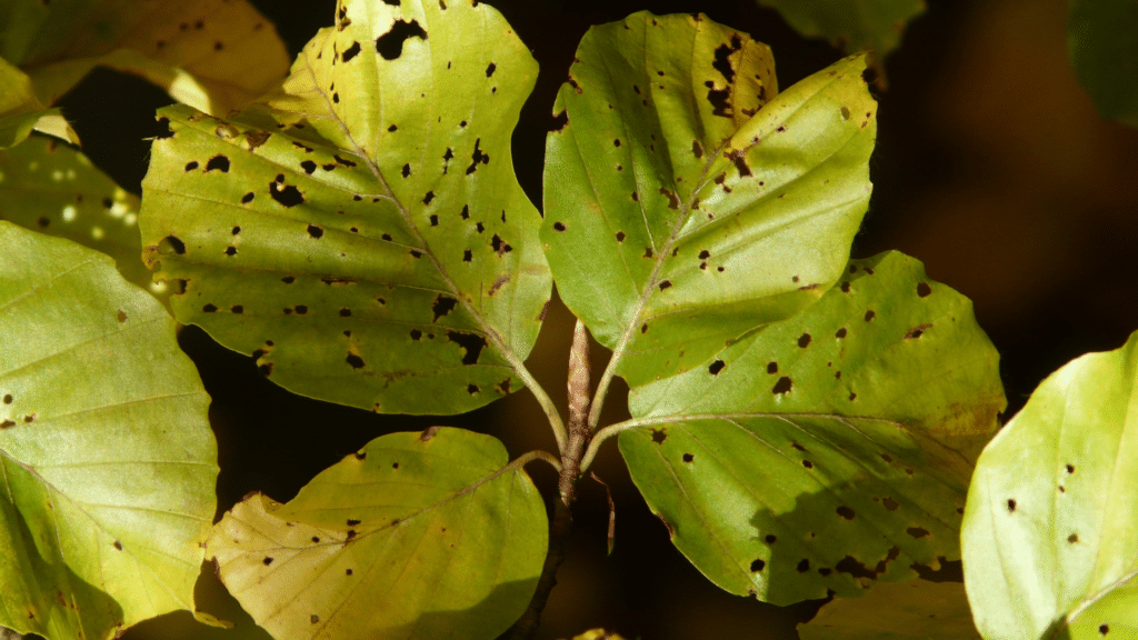 Beech Bark on Beech Leaves Longtree Tree Service