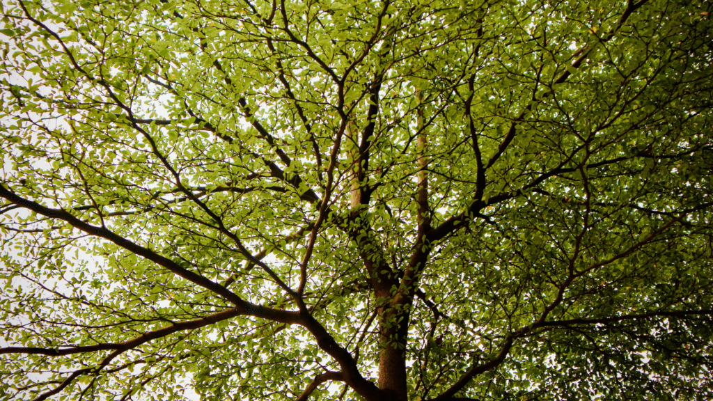 American Elm Tree DED
