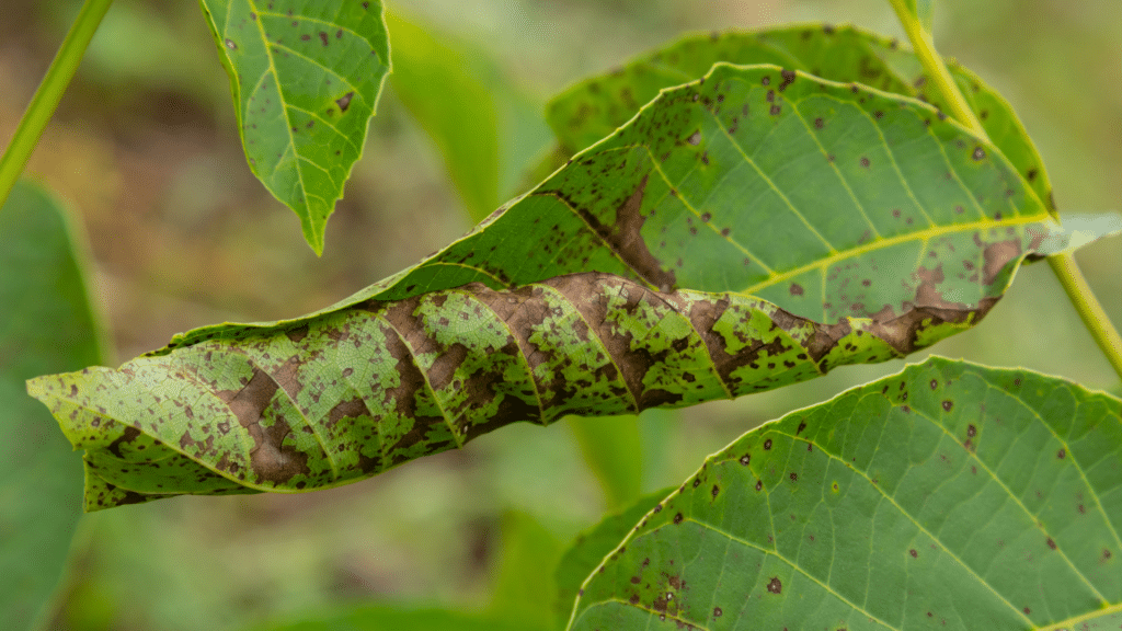 Anthracnose on Leaves Longtree Tree Service