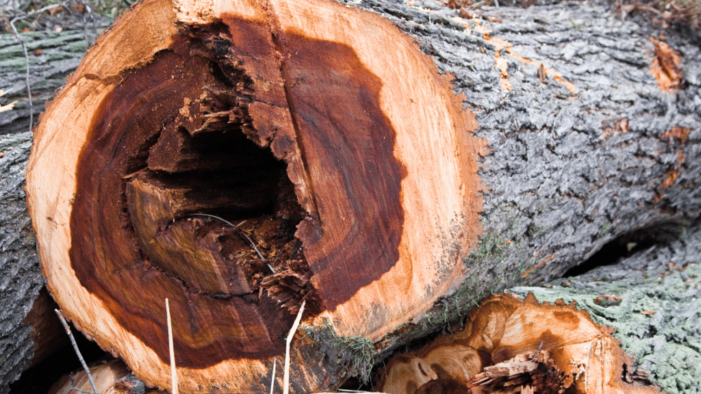 Dutch Elm Disease Tree Longtree Tree Service