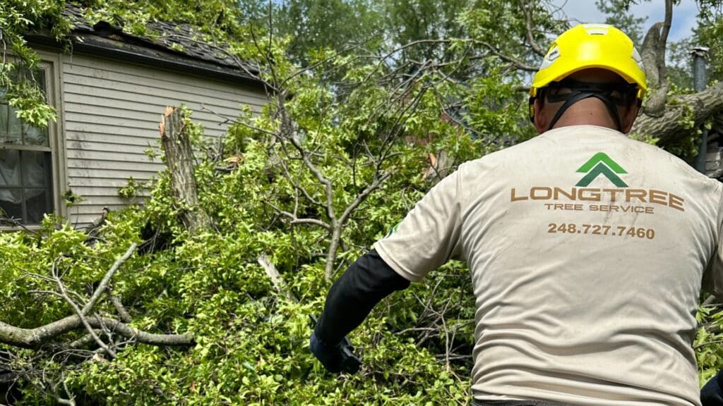 LOCAL Emergency Tree Removal in Southfield Michigan Longtree Tree Service Certified Experts