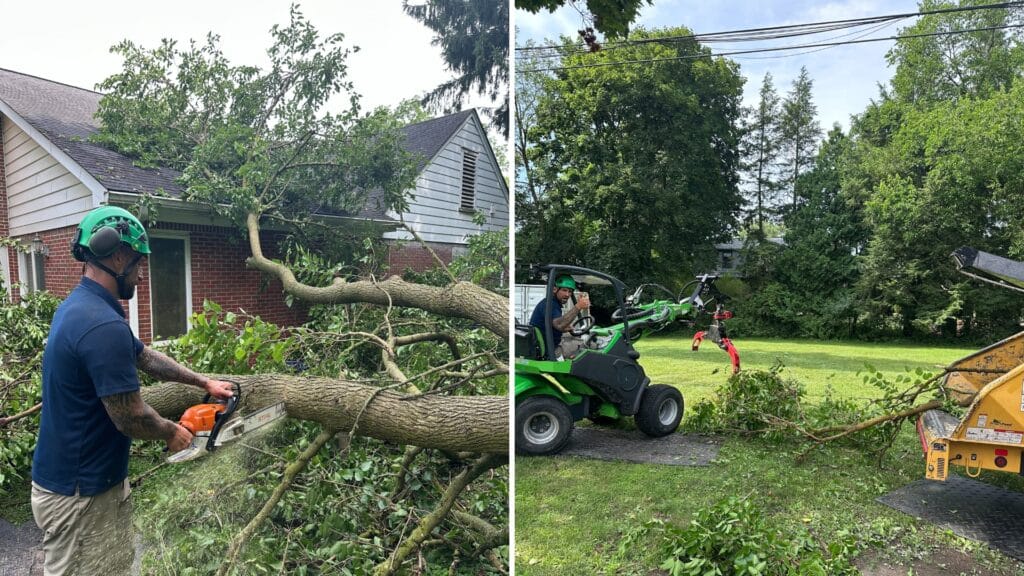 LOCAL Tree Care for All Native Michigan Tree Species Longtree Tree Service Certified Experts