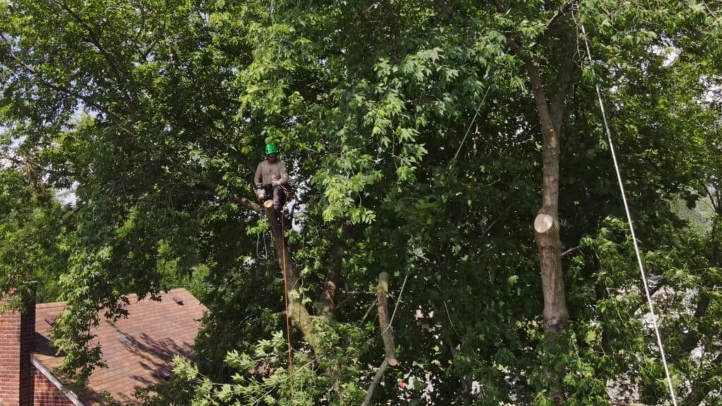 LOCAL Tree Trimming and Pruning in Michigan Longtree Tree Service Certified Experts