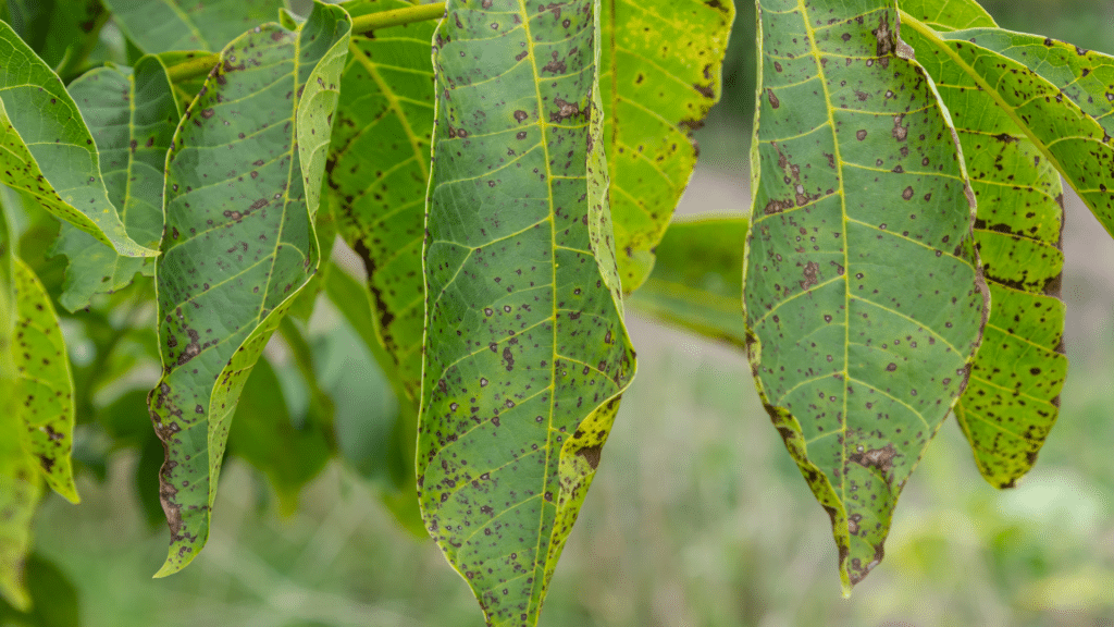 Leaf Blight in Michigan Longtree Tree Service
