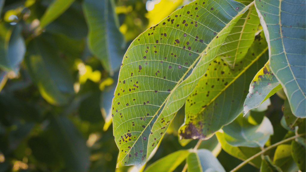 Leaf Blight on Leaves in Eastern Michigan Longtree