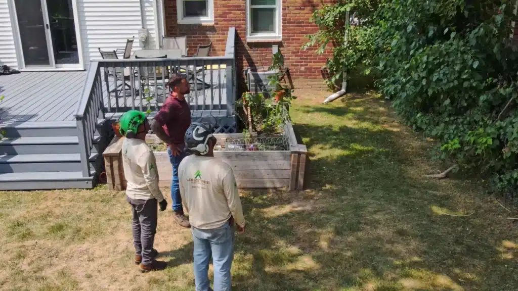 Plant Health Care Services Longtree Tree Service Certified Experts