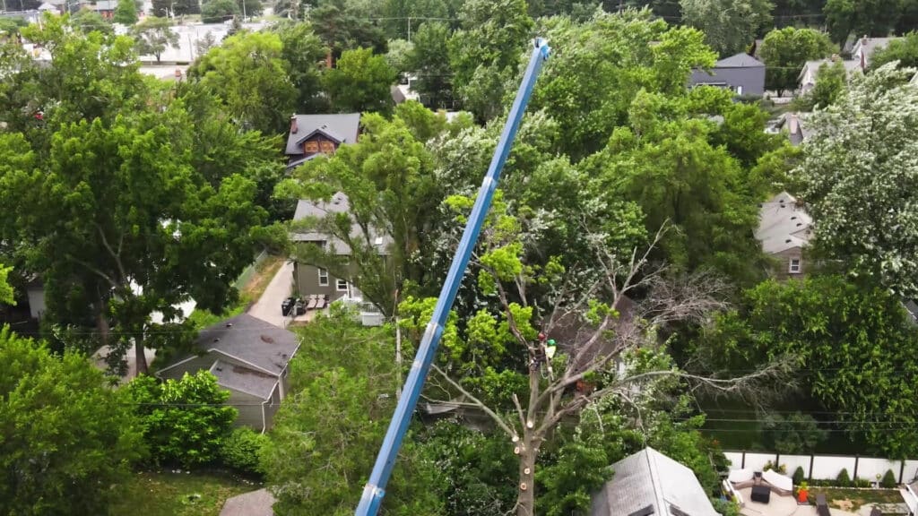 SAFE Crane Assisted Tree Services in Southfield Michigan Longtree Tree Service Top Certified Experts