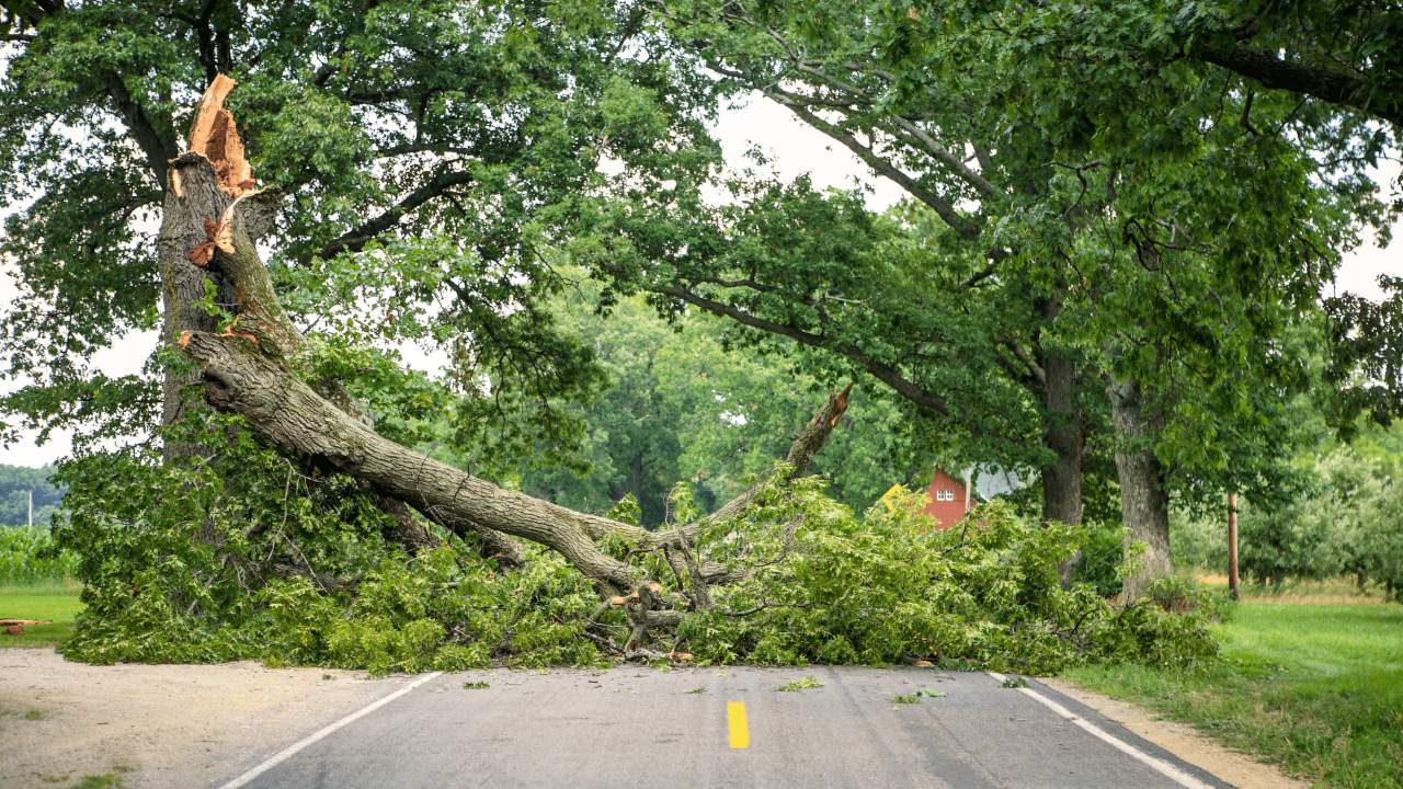 Southeast Michigan Tree Service Price Calculator Fallen Tree Removal