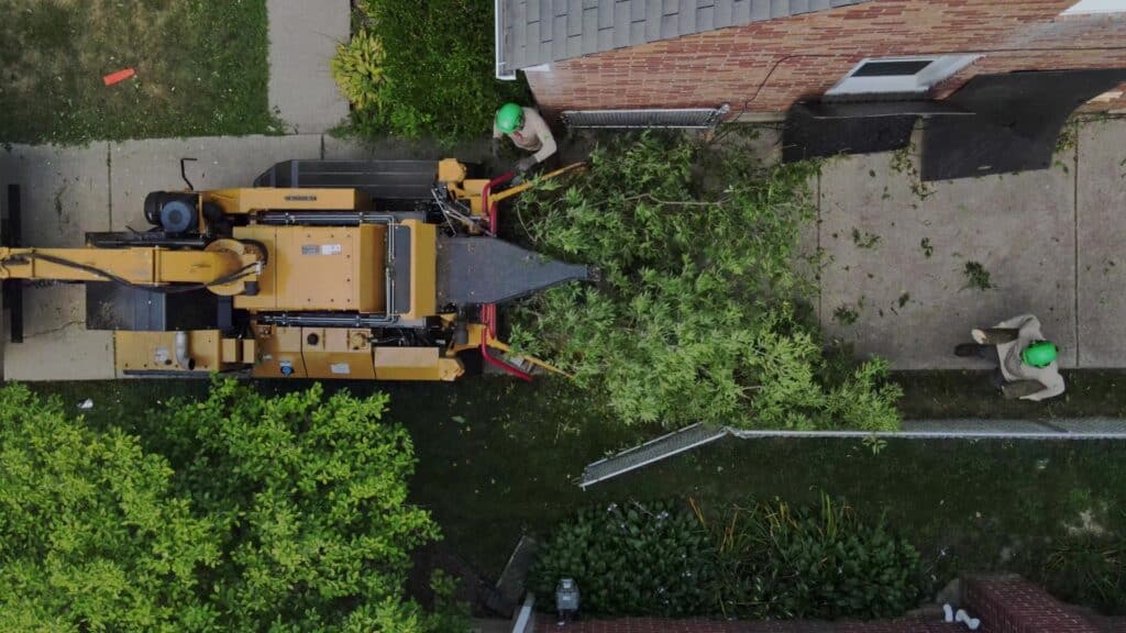 TOP Arborists Tree Care Services in Michigan Longtree Tree Service Certified Experts