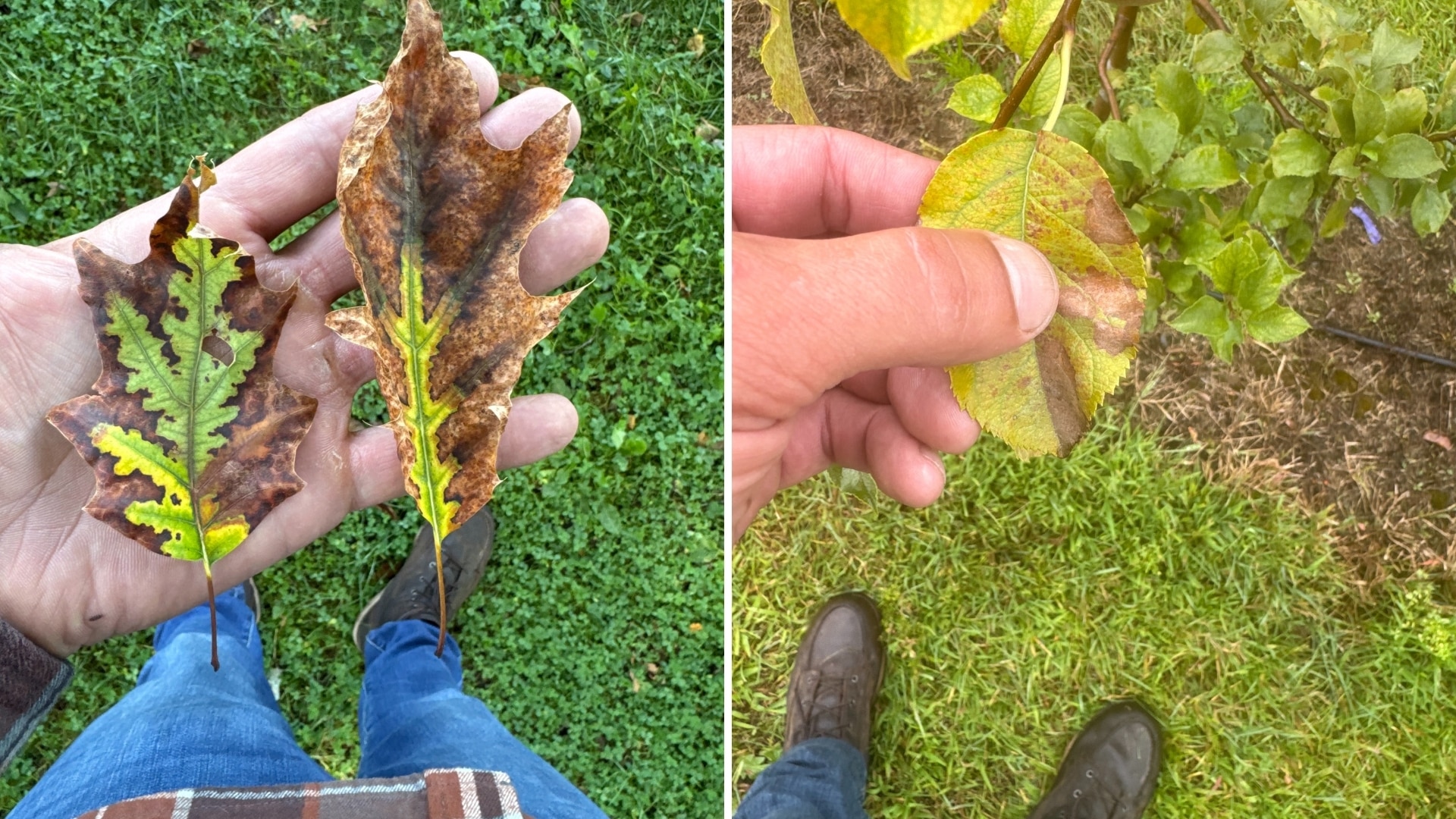 TOP Plant Health Care Services Longtree Tree Service Certified Experts