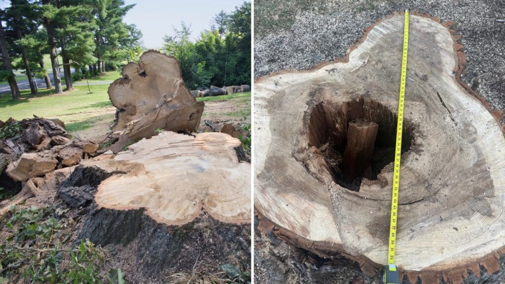 TOP Stump Grinding Removal Services in Michigan Longtree Tree Service Certified Experts