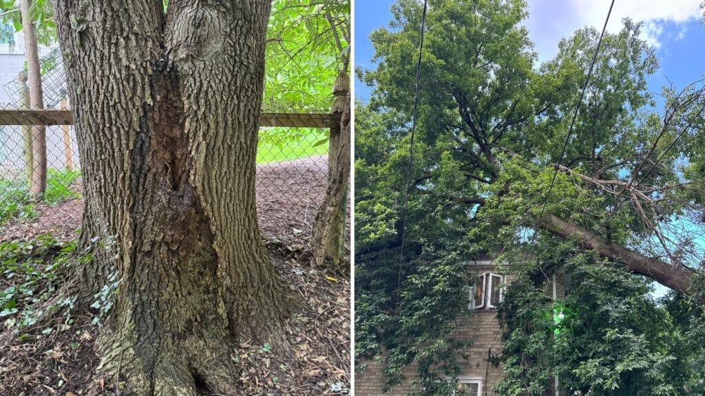 TOP Tree Care for All Native Michigan Tree Species Longtree Tree Service Certified Experts