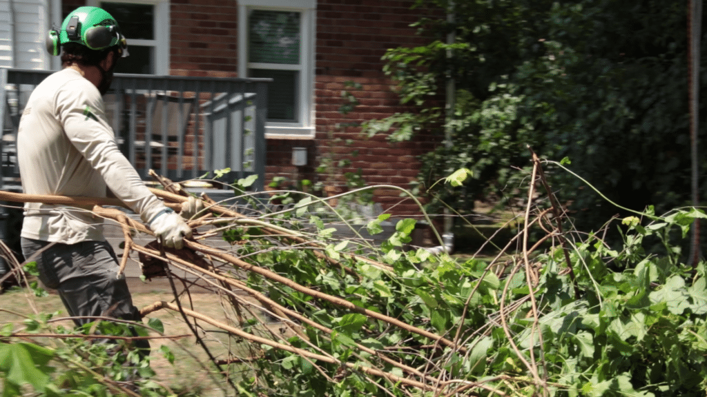 TOP Tree Removal in Michigan Longtree Tree Service Certified Experts