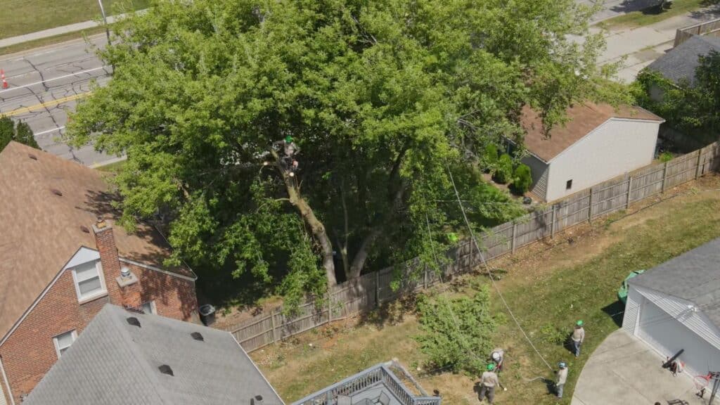 TOP Tree Trimming and Pruning in Michigan Longtree Tree Service Certified Experts