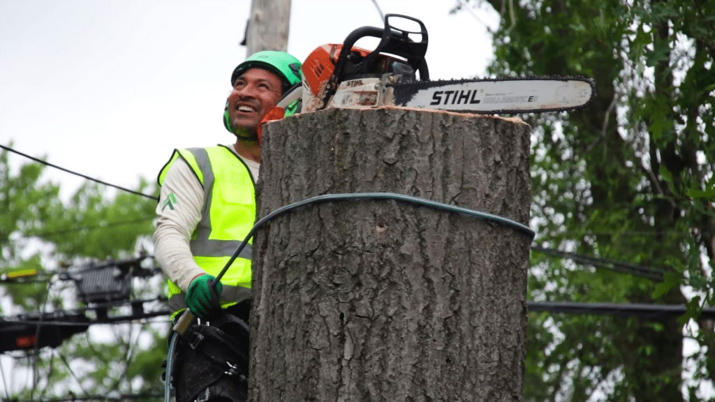 Tree Care Services in Michigan Longtree Tree Service Certified Experts
