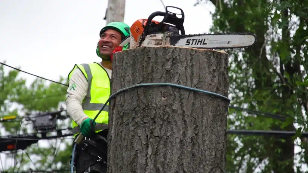 Tree Care Services in Michigan Longtree Tree Service Certified Experts