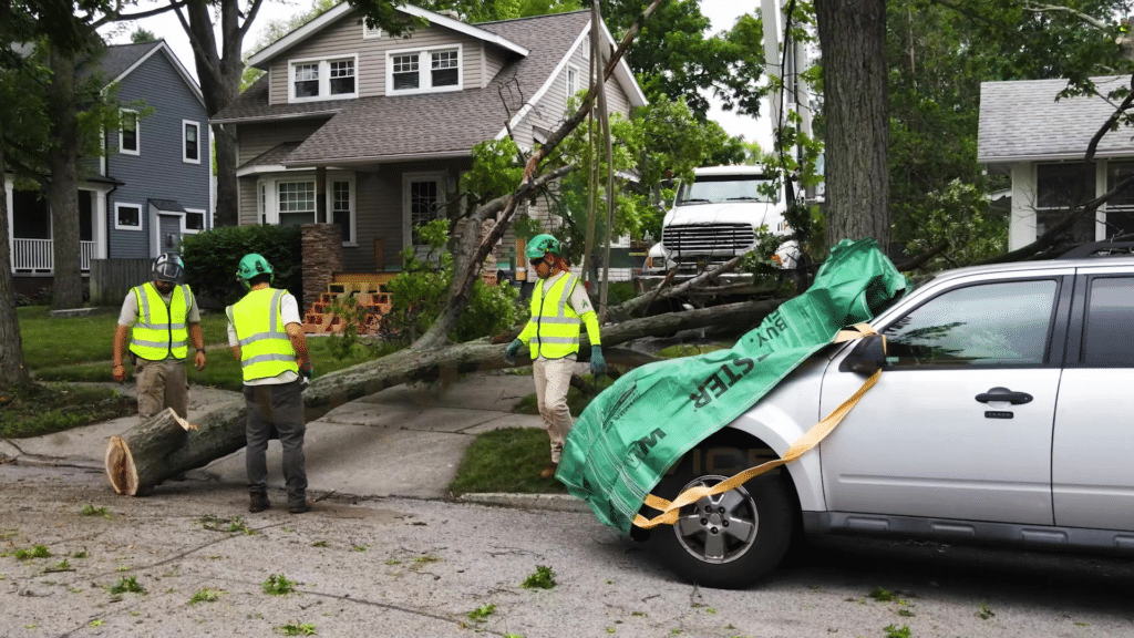 Tree Removal in Michigan Longtree Tree Service Certified Experts