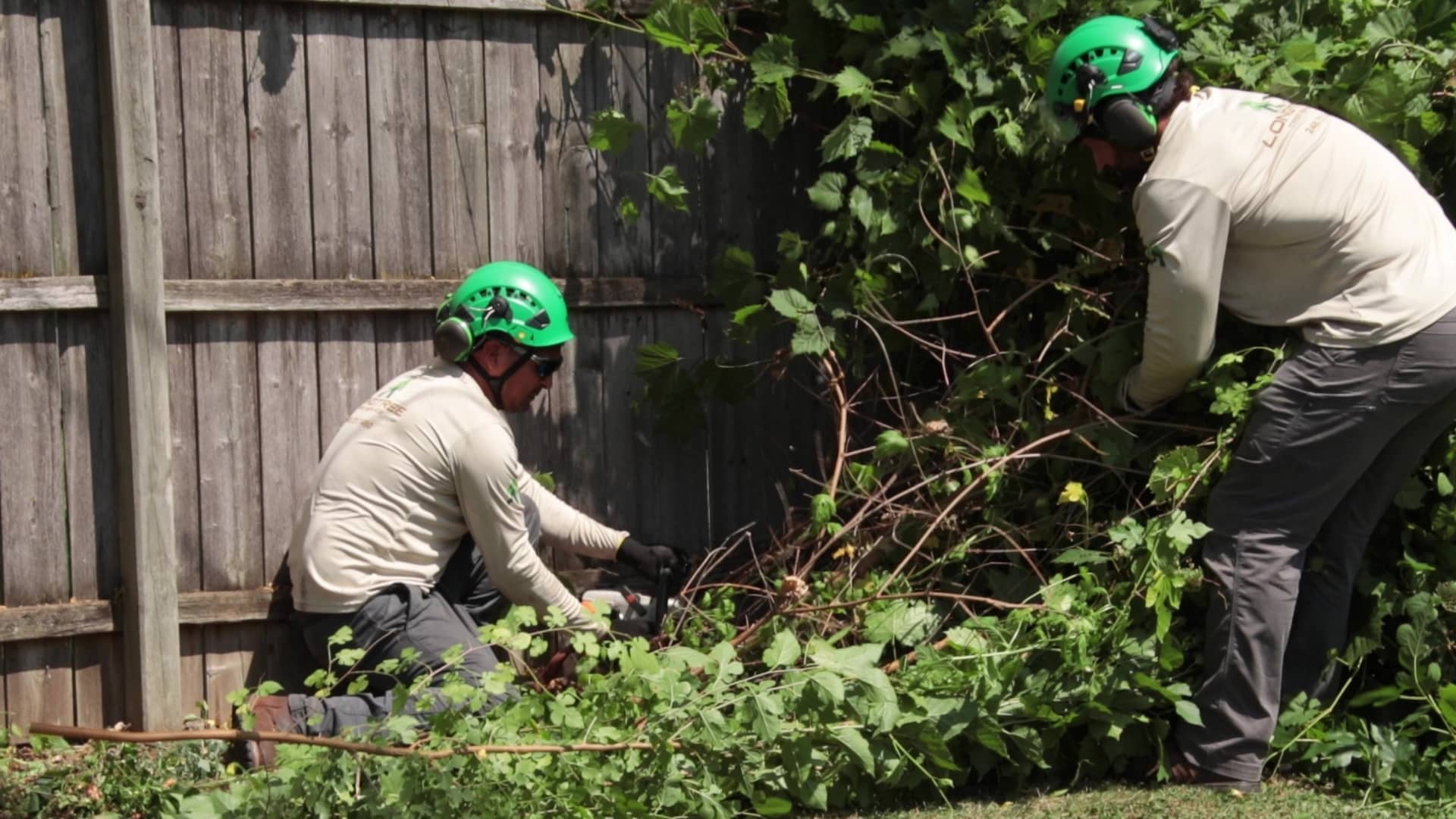 Honest Tree Trimming and Pruning Services in Detroit, MI | Longtree ...