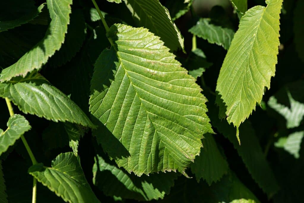 pezibear leaves 5250382 1920