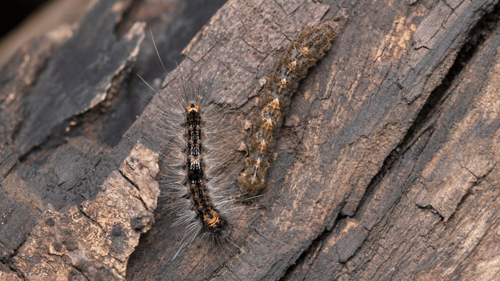 Longtree Tree Service Gypsy Moth Spongy Moths as Caterpillars on Tree Trunk