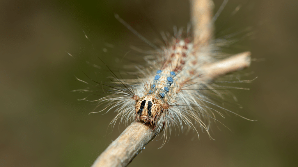 Longtree Tree Service Spongy Moth as Caterpillars