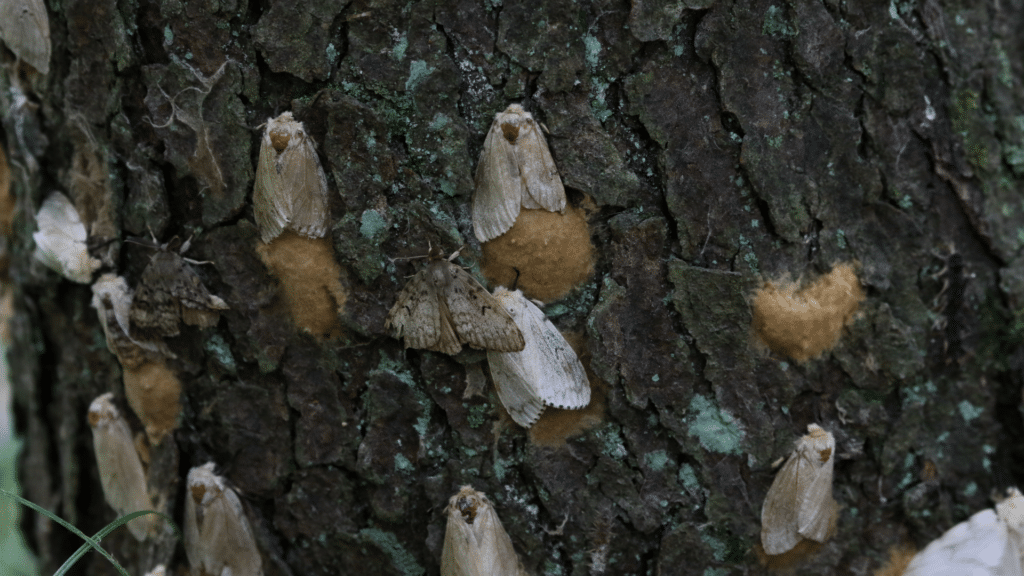 Spongy Moths Close Up on Tree Longtree Tree Service