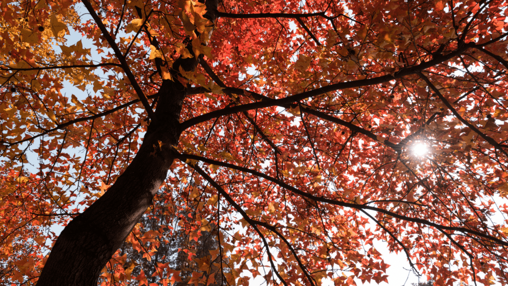 Michigan Maple Trees Longtree Tree Service