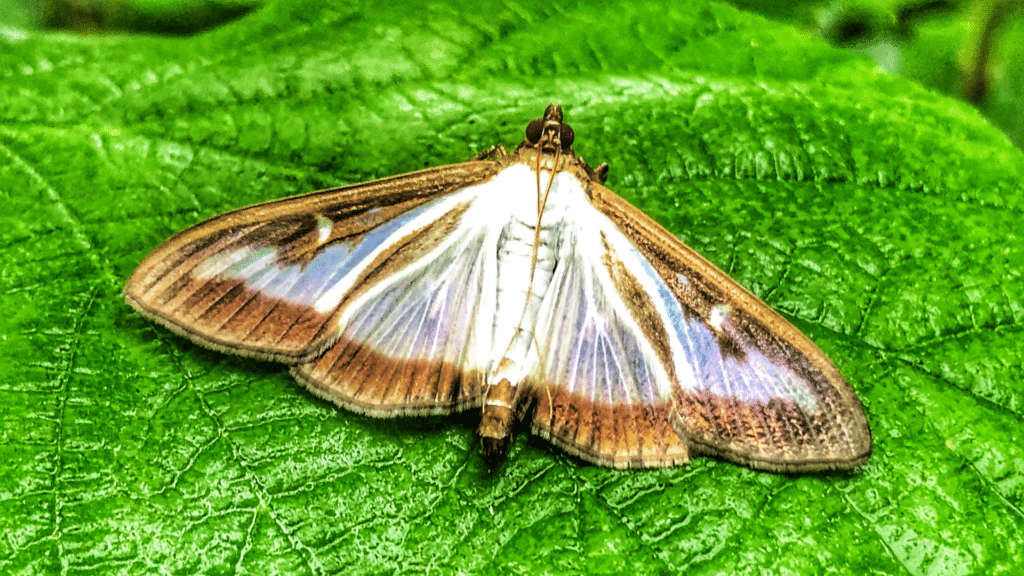 A Michigan Homeowner’s Guide to Box Moth Longtree Tree Service MI