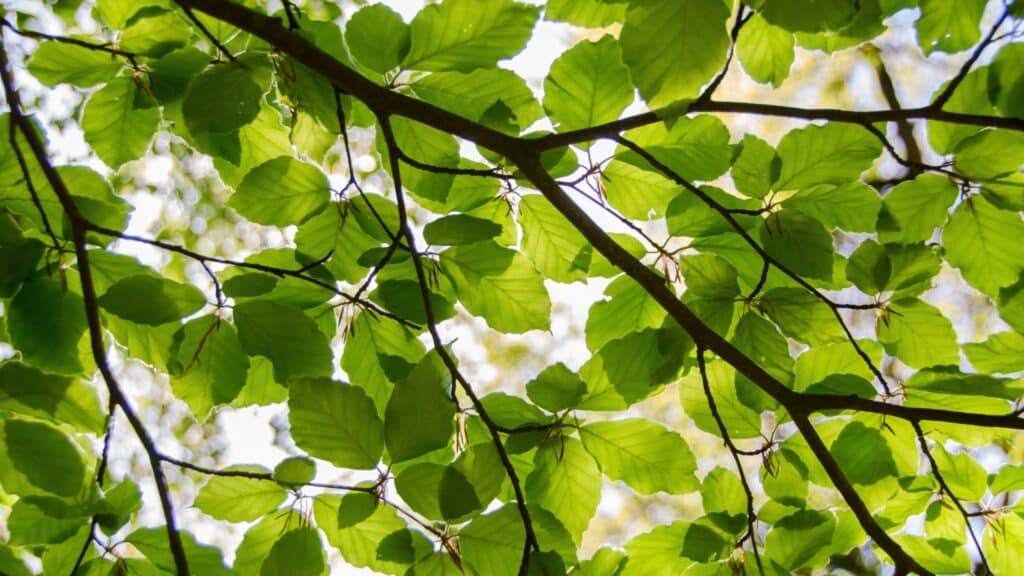 The Benefits of Plant Health Care Services in Southeast Michigan Lush Green Foilage Longtree Tree Service MI
