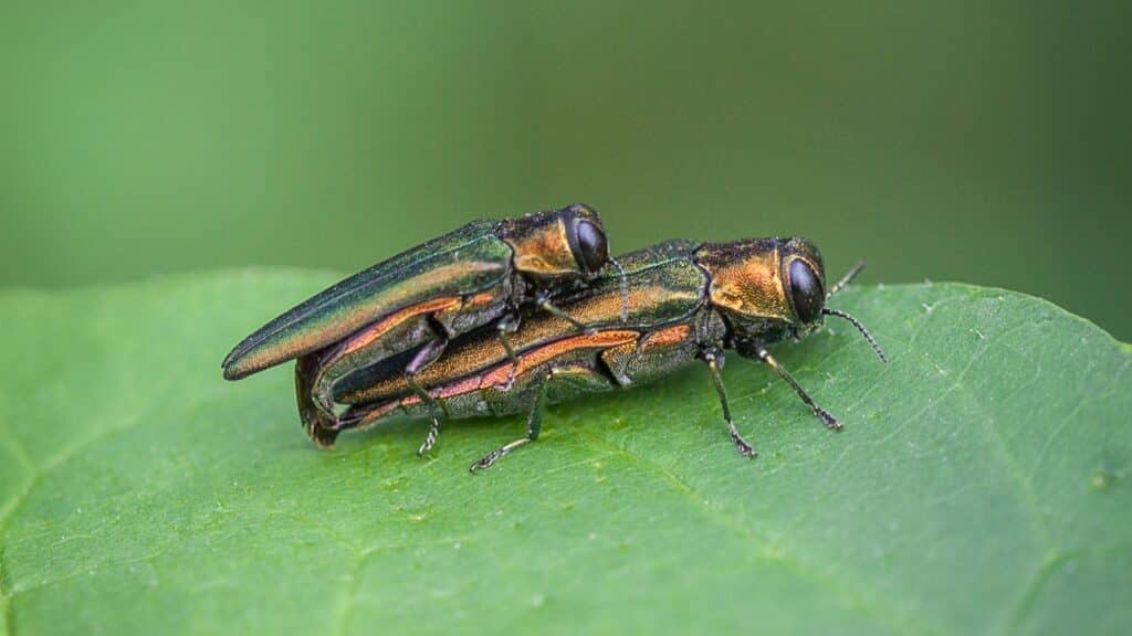 Michigan Homeowners Guide to Emerald Ash Borer Emerald Ash Borer Beetle Longtree Tree Service MI