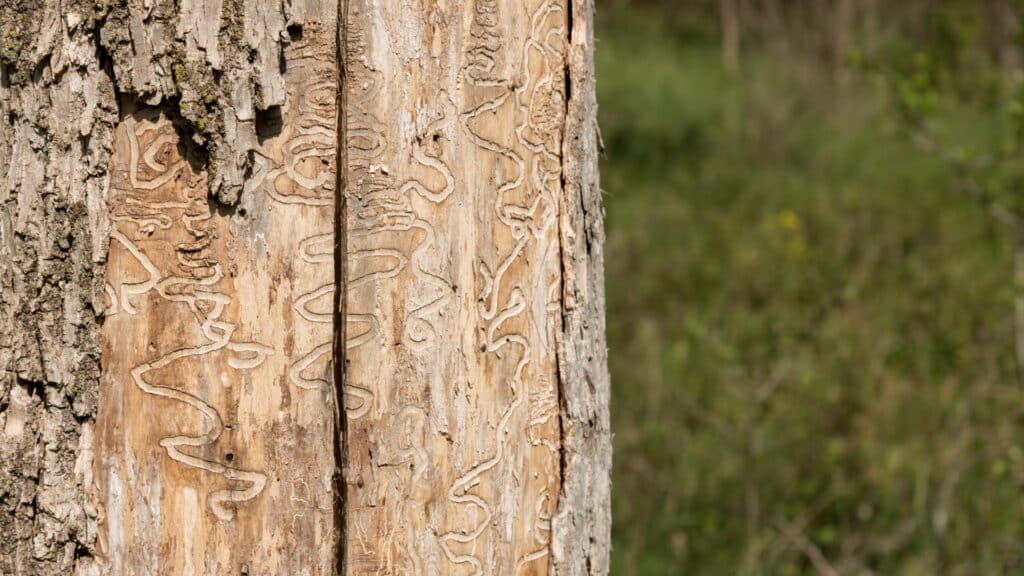 Michigan Homeowners Guide to Emerald Ash Borer Emerald Ash Borer Tree Damage Longtree Tree Service MI