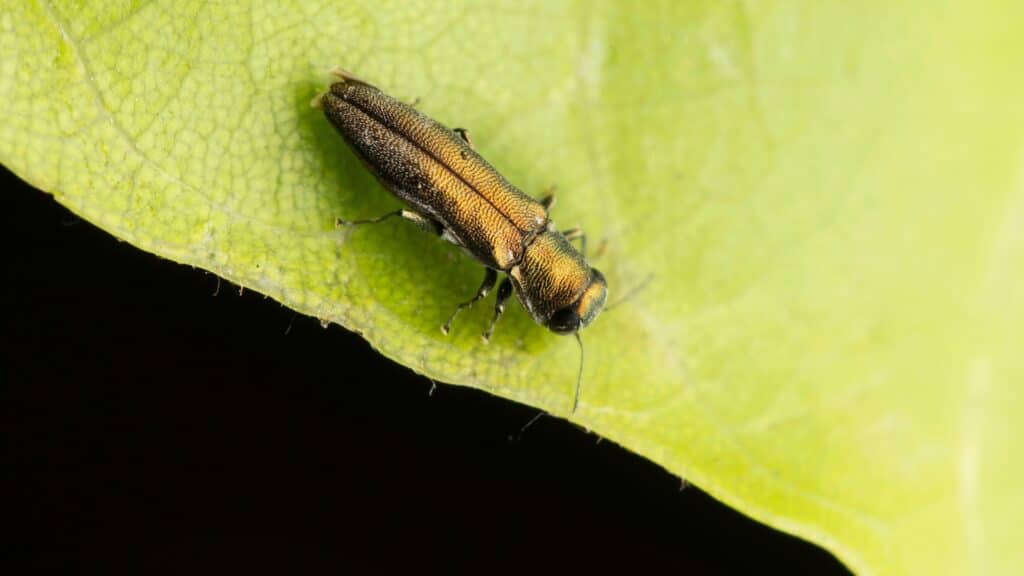 Michigan Homeowners Guide to Bronze Birch Borer Bronze Birch Borer Longtree Tree Service MI