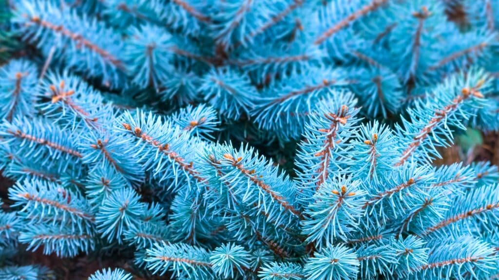 Michigan Homeowners Guide to Cytospora Canker Blue Spruce Tree Longtree Tree Service MI