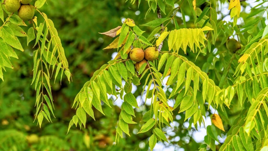 Michigan Homeowners Guide to Thousand Cankers Disease Black Walnut Longtree Tree Service MI