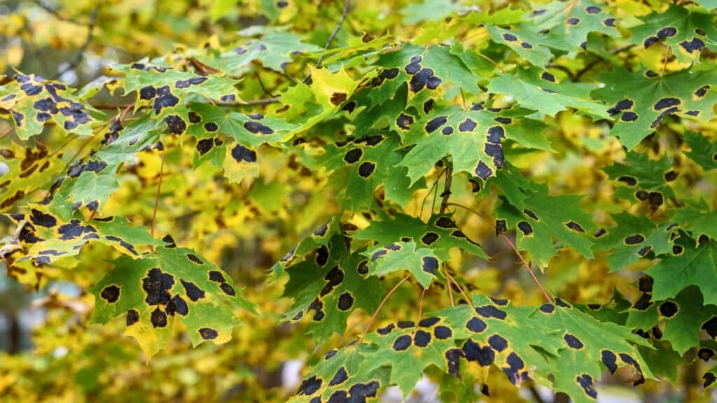 Tar Spot & Maple Trees A Michigan Homeowner’s Guide Tar Spots Maple Leaves Longtree Tree Service MI