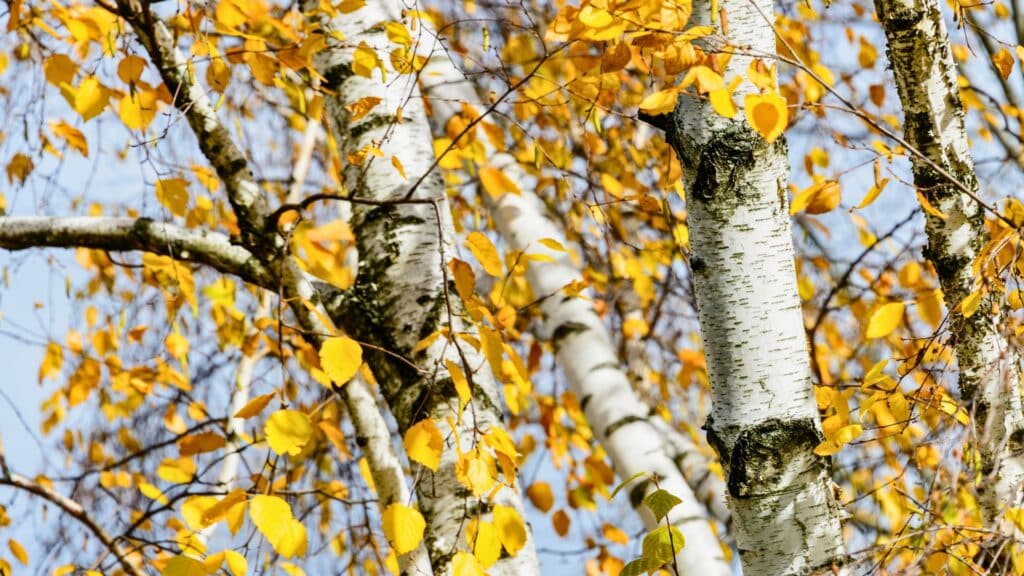 A Michigan Homeowner’s Guide to Armillaria Root Rot Michigan Birch Trees Longtree Tree Service MI