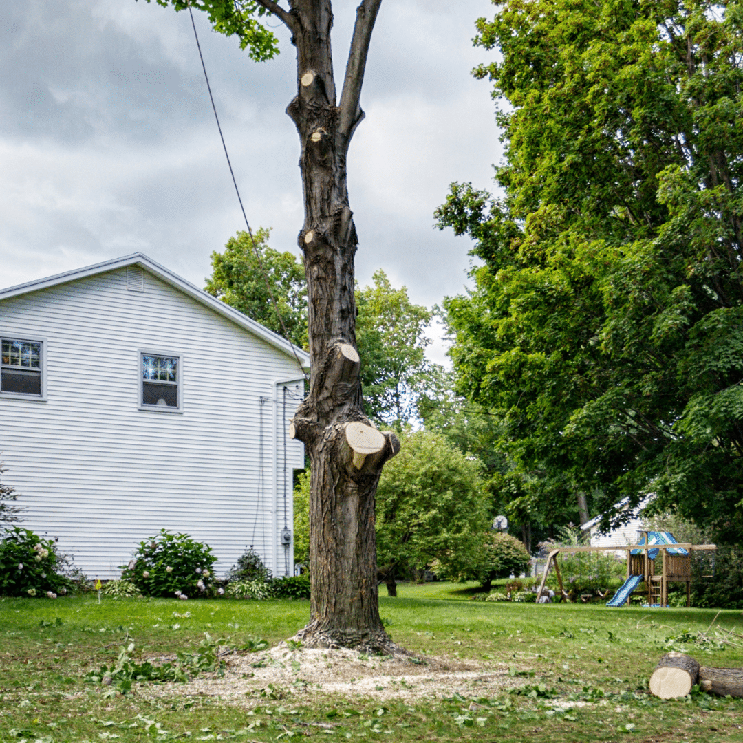 Home Tree Removal Longtree Tree Service MI