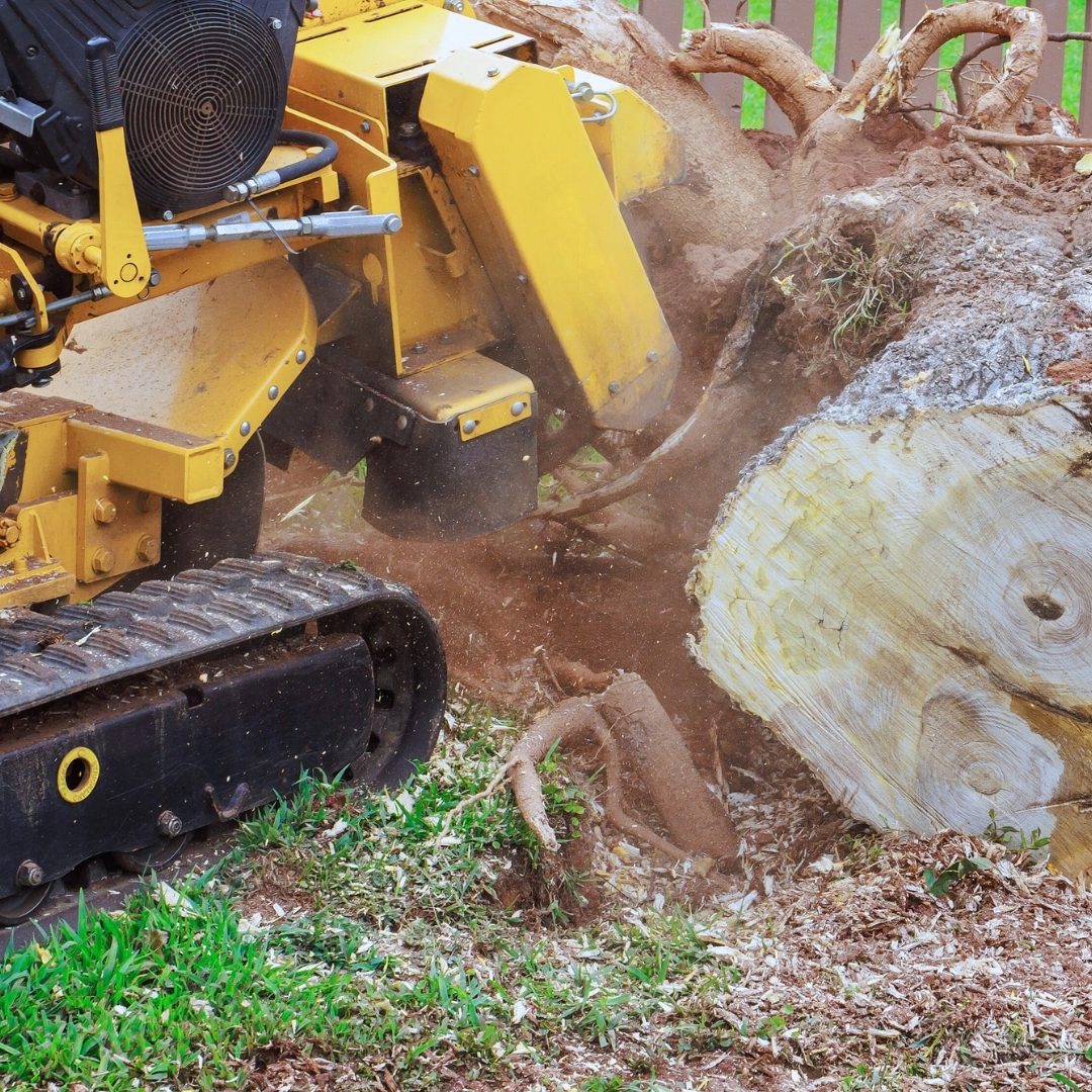 LOCAL Stump Grinding Services in Michigan Longtree Tree Service Certified Experts