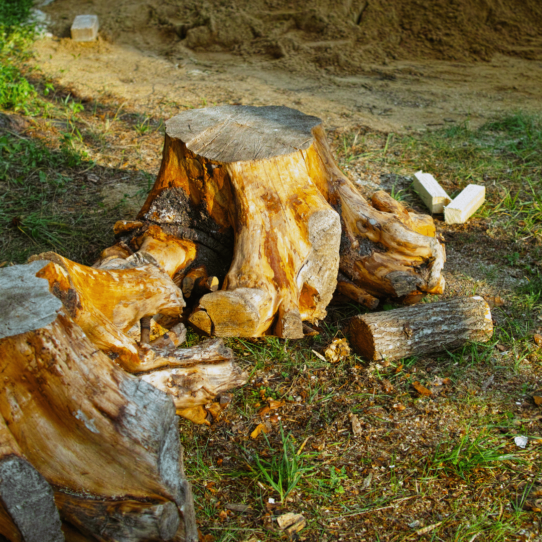 Log Tree Stump Removal Longtree Tree Service MI