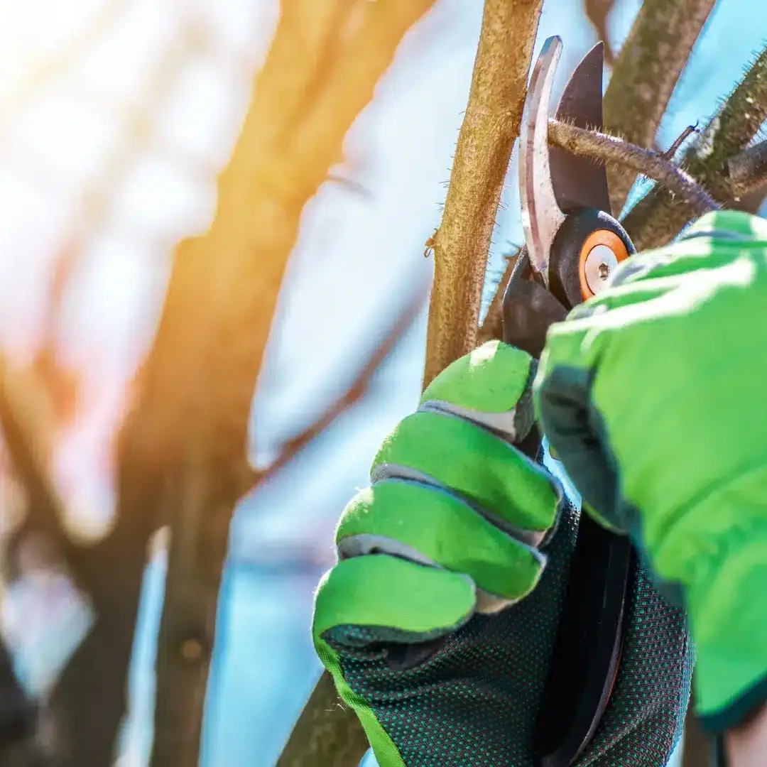 Plant Health Care Services Longtree Tree Service MI