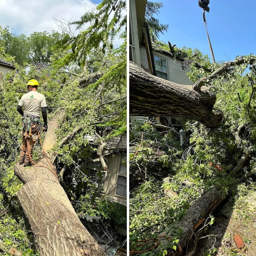 TOP Emergency Tree Removal in Southfield Michigan Longtree Tree Service Certified Experts