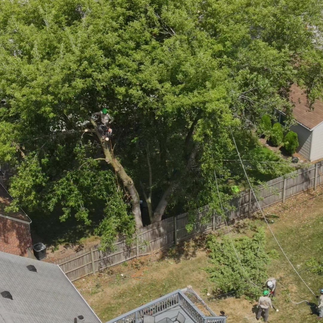 TOP Tree Trimming and Pruning in Michigan Longtree Tree Service Certified Experts