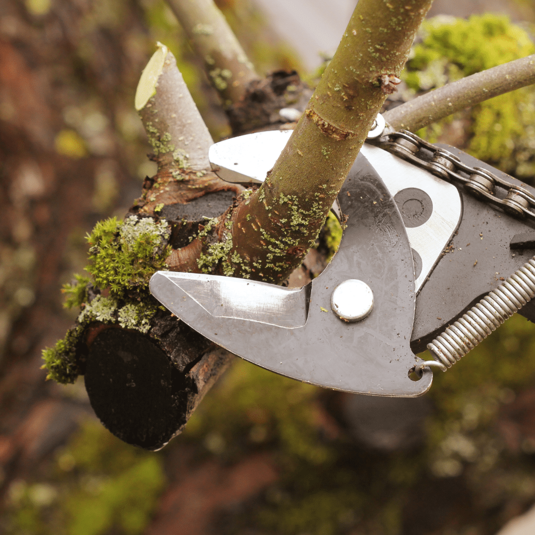 Tree Pruning Longtree Tree Service MI