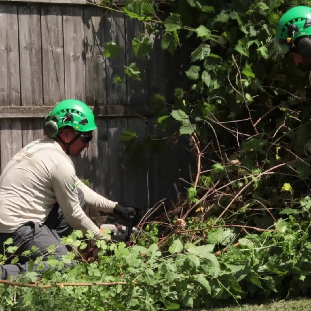 Tree Trimming and Pruning in Michigan Longtree Tree Service Certified Experts